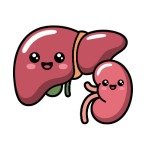 Liver & Kidney